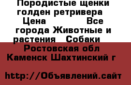 Породистые щенки голден ретривера › Цена ­ 25 000 - Все города Животные и растения » Собаки   . Ростовская обл.,Каменск-Шахтинский г.